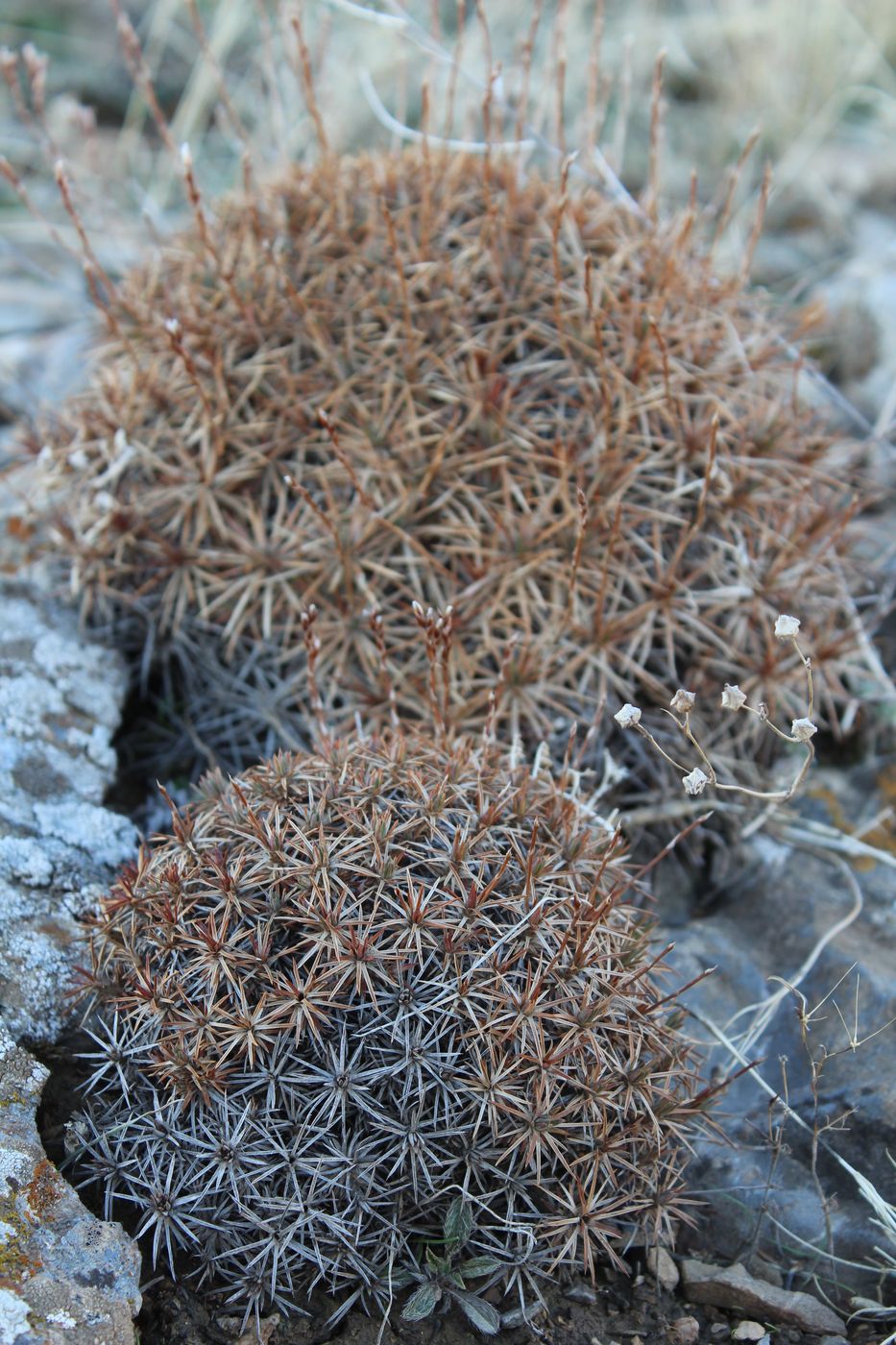 Image of Acantholimon alberti specimen.