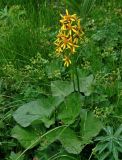 Ligularia sibirica. Цветущее растение. Красноярский край, Ермаковский р-н, природный парк \"Ергаки\", берег оз. Светлое, ≈ 1500 м н.у.м., луг на опушке хвойного леса. 19.07.2018.