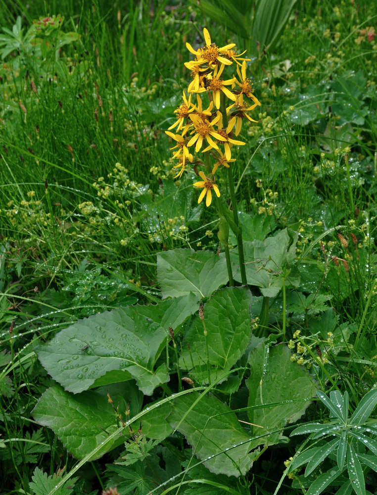 Изображение особи Ligularia sibirica.