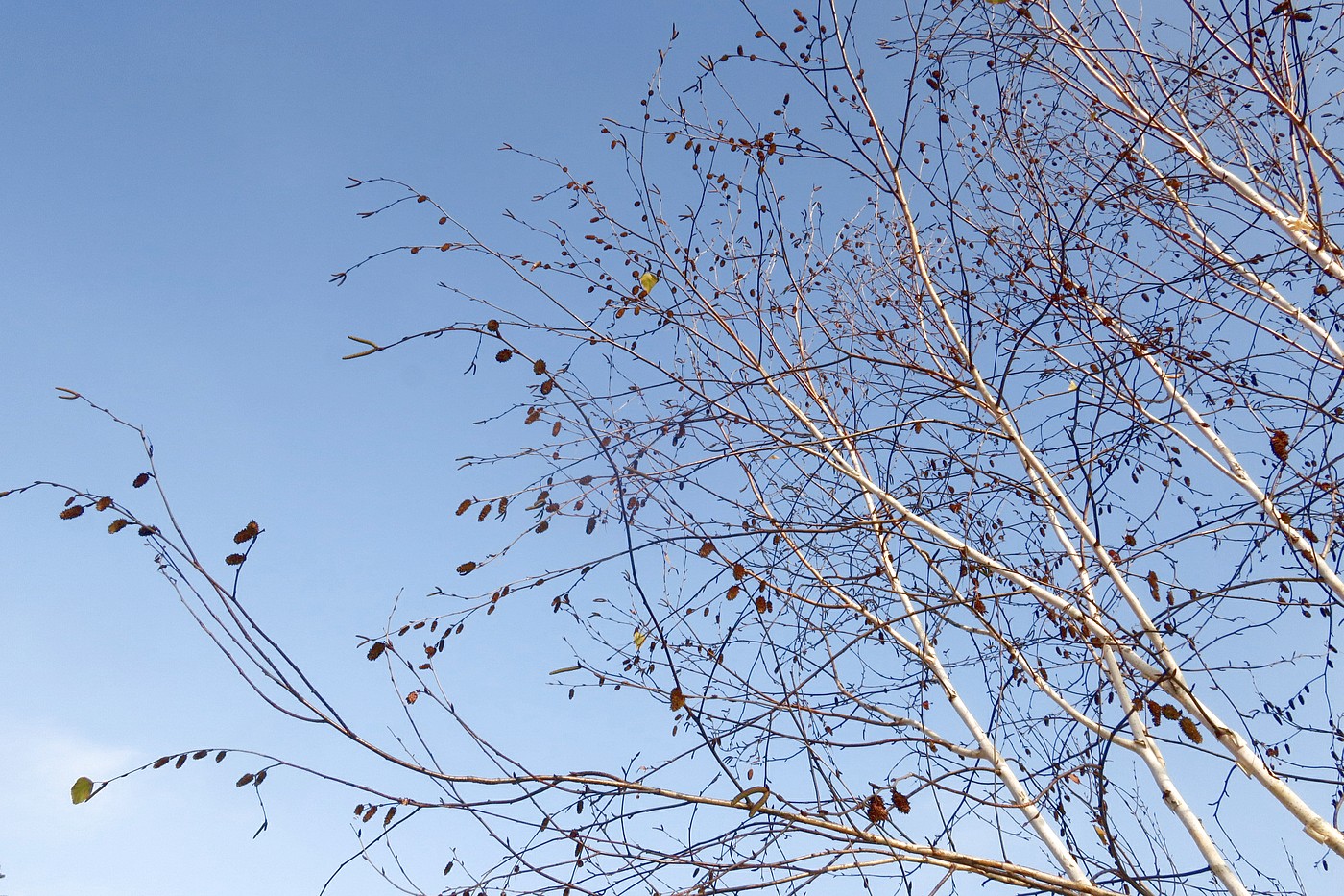 Изображение особи Betula papyrifera.