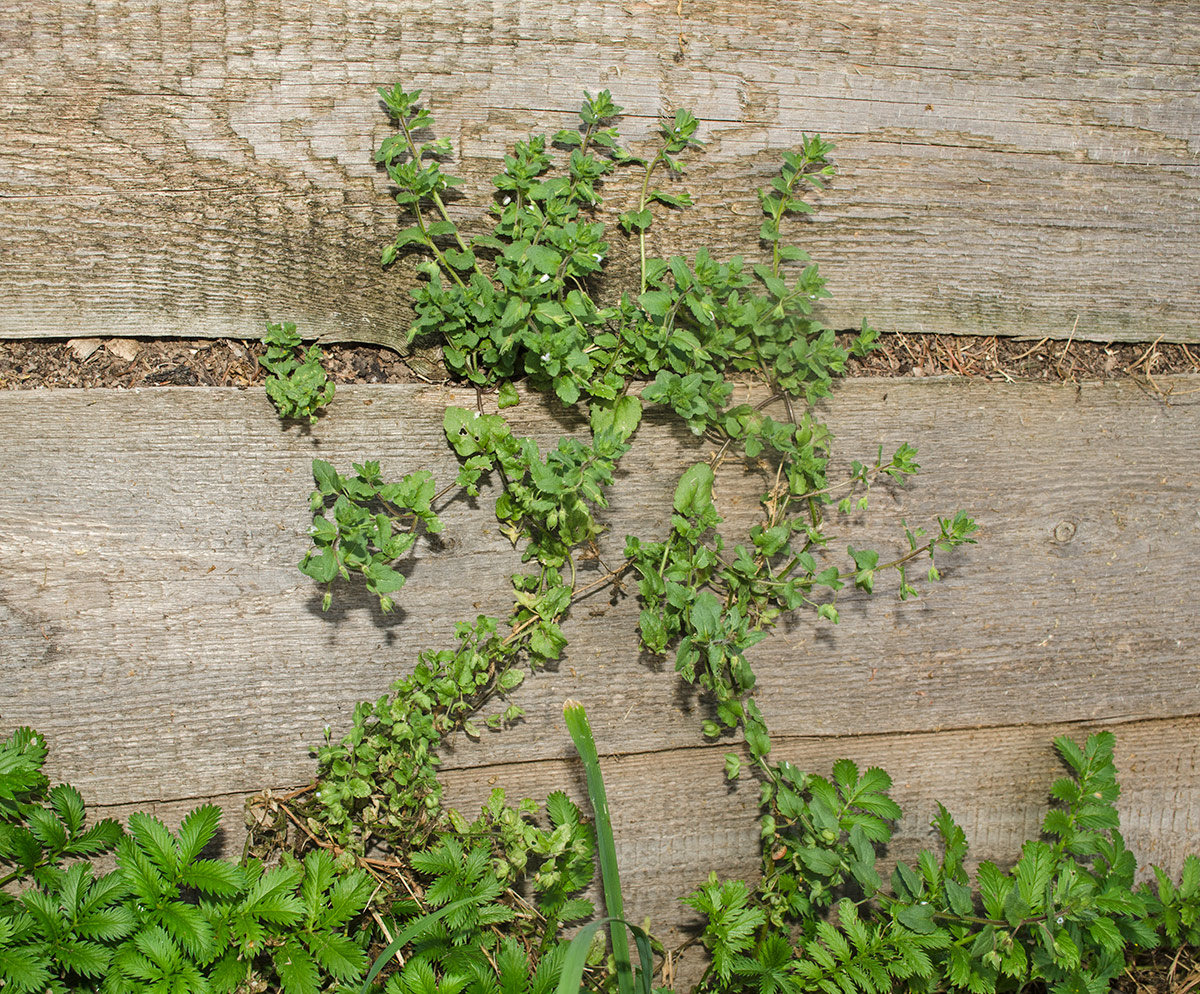 Image of Veronica agrestis specimen.