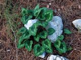 Cyclamen persicum