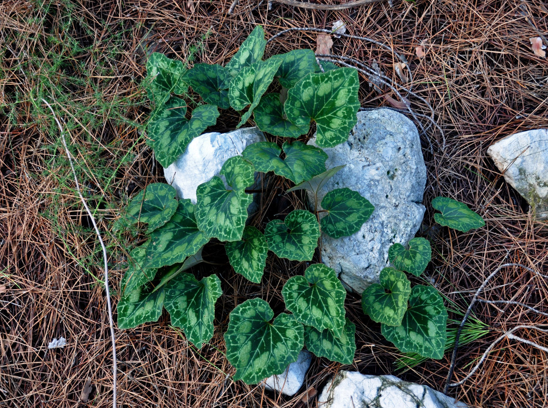 Изображение особи Cyclamen persicum.