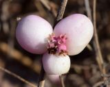 Symphoricarpos &times; chenaultii