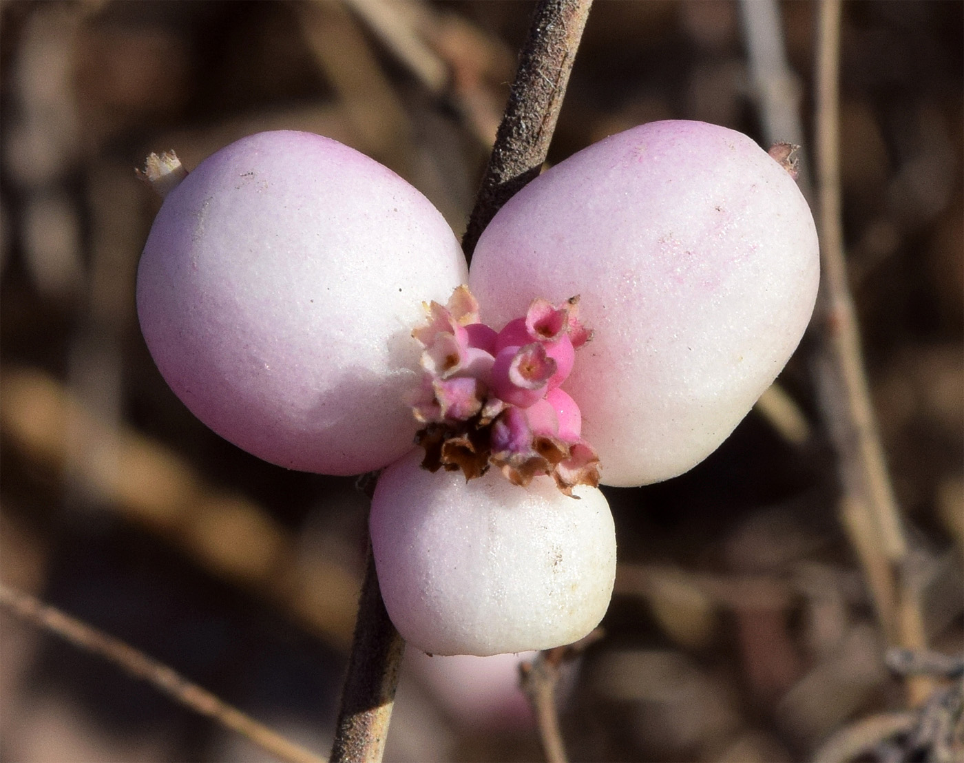 Image of Symphoricarpos &times; chenaultii specimen.