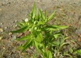 Erigeron annuus