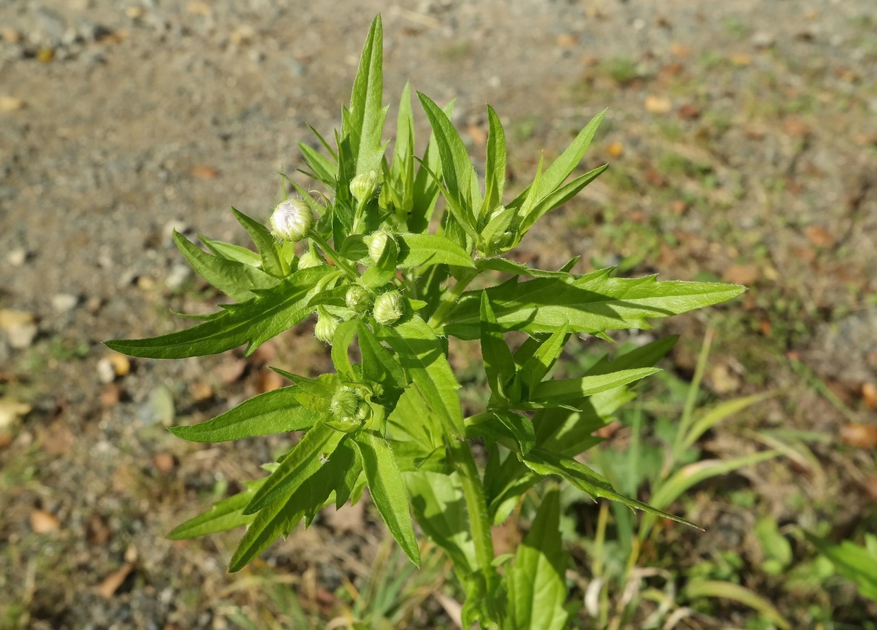 Изображение особи Erigeron annuus.