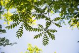 Juglans cinerea