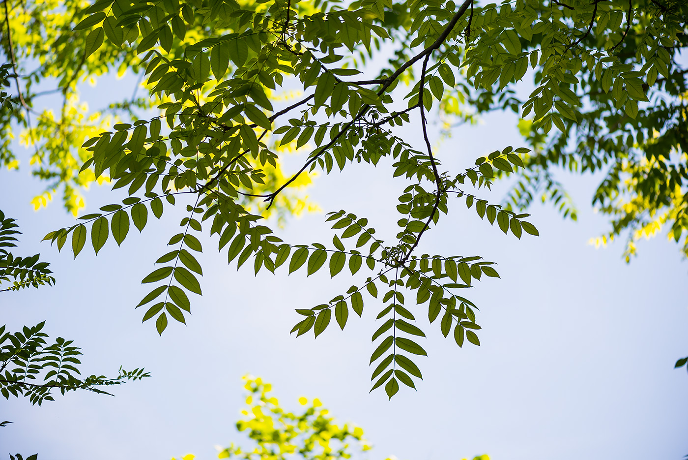 Image of Juglans cinerea specimen.