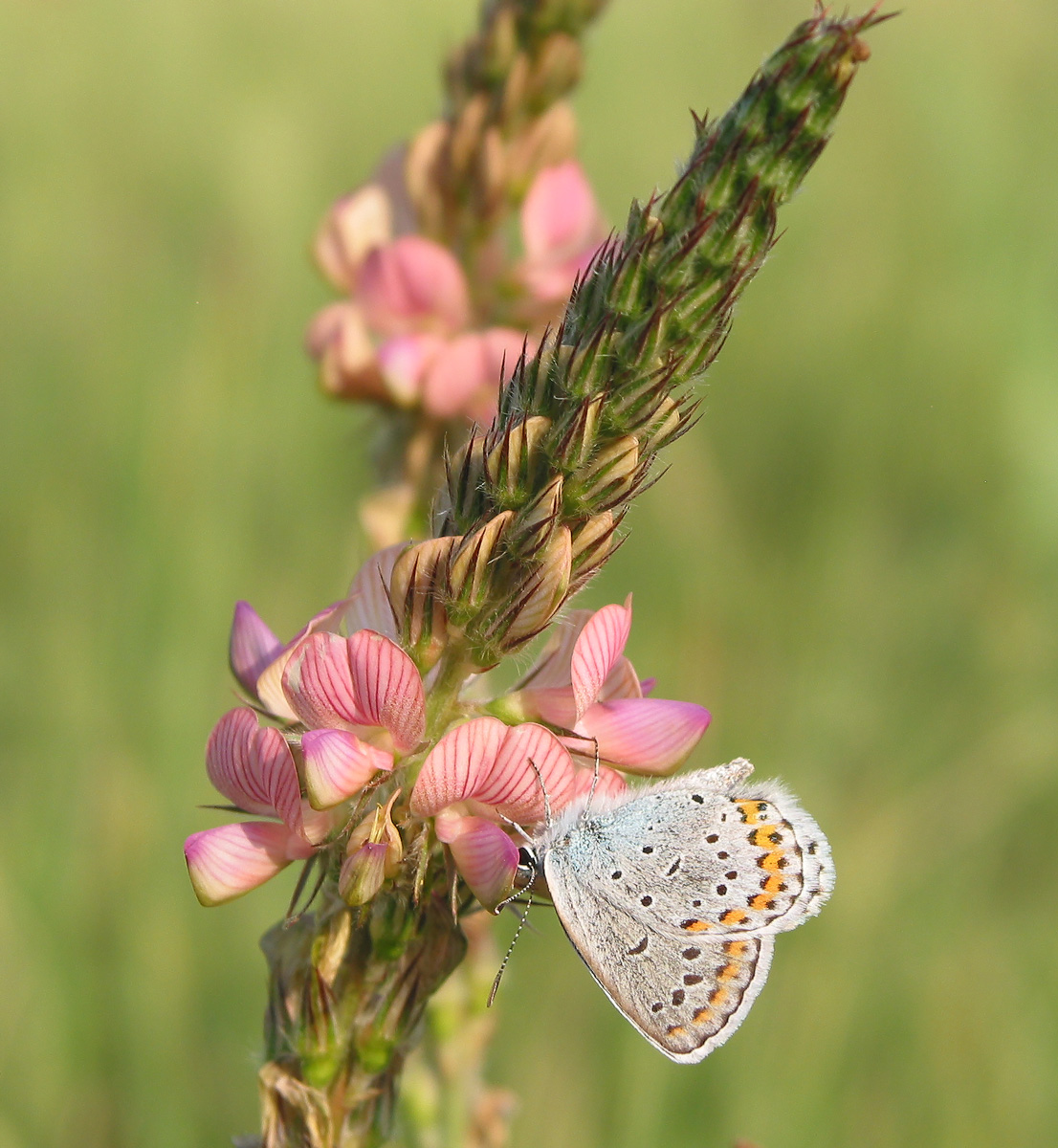 Image of Onobrychis viciifolia specimen.