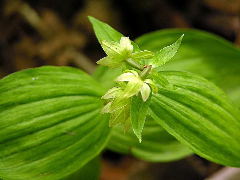 Изображение особи Epipactis papillosa.