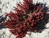 Halogeton glomeratus