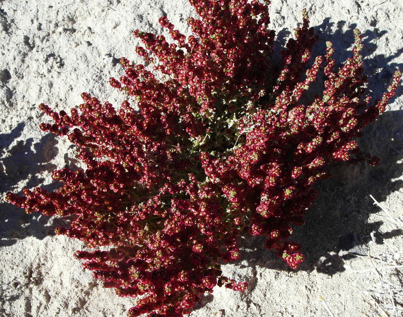 Image of Halogeton glomeratus specimen.