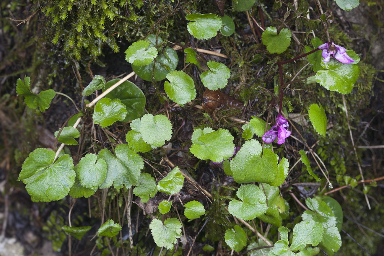 Изображение особи Pimpinella tripartita.