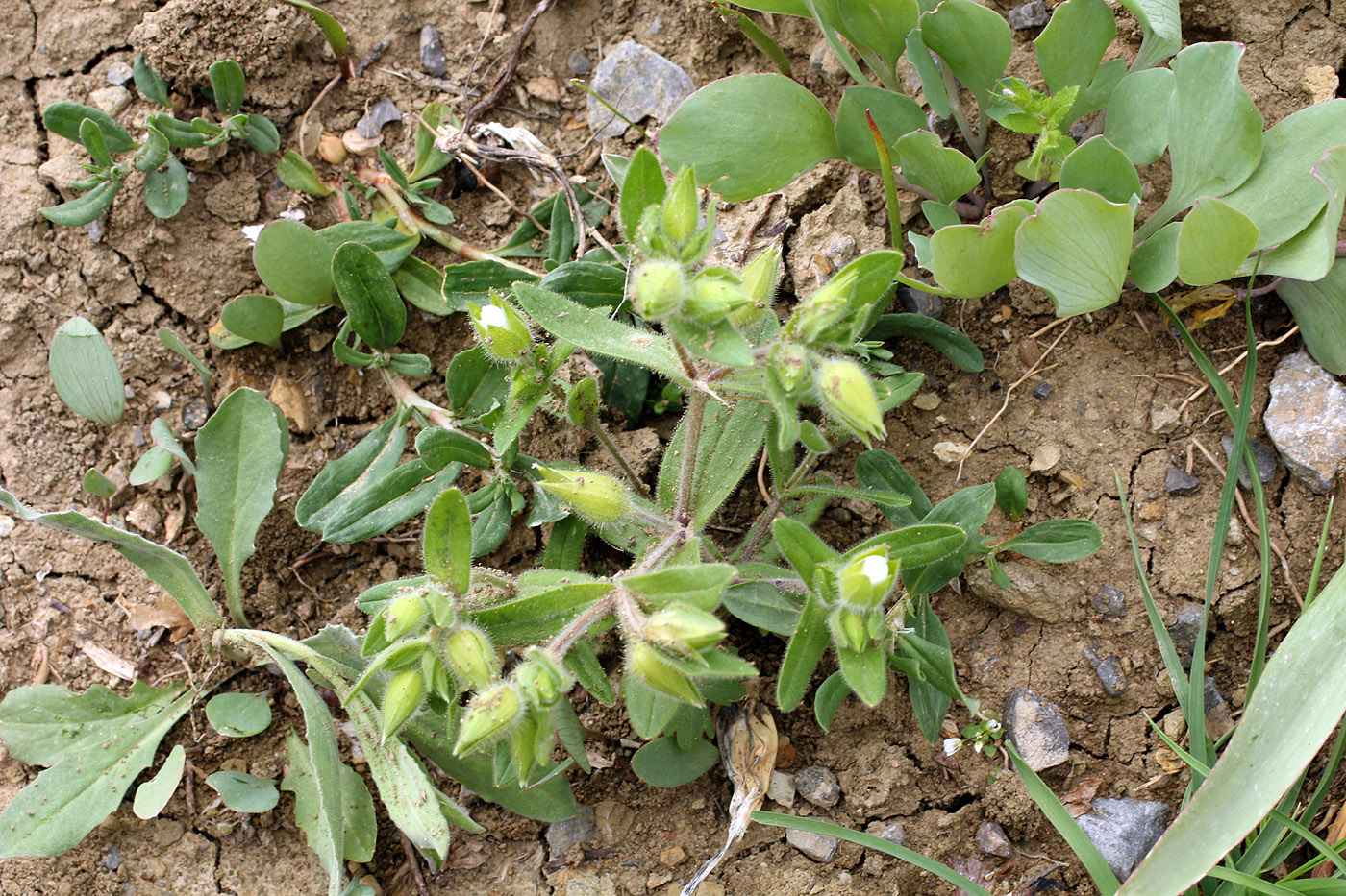 Image of Cerastium inflatum specimen.