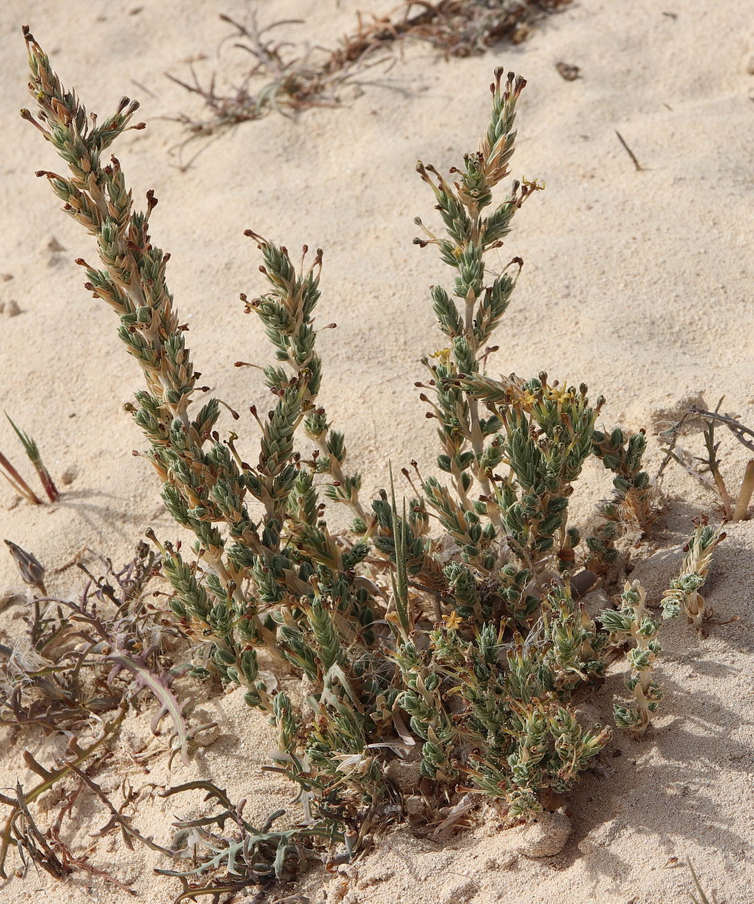 Image of Crucianella maritima specimen.