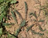 Astragalus atrovinosus