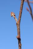 Alnus glutinosa