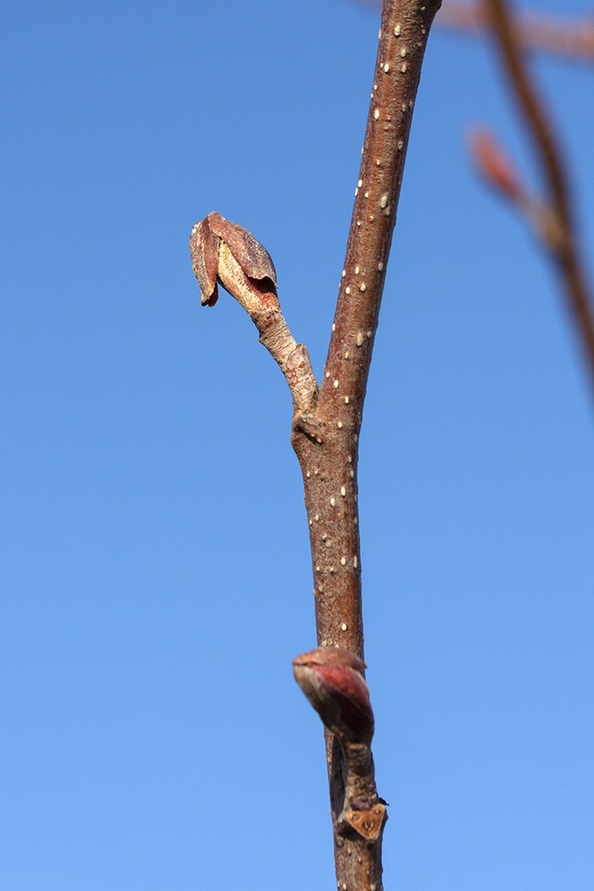 Изображение особи Alnus glutinosa.