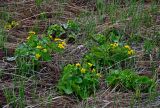 Caltha palustris