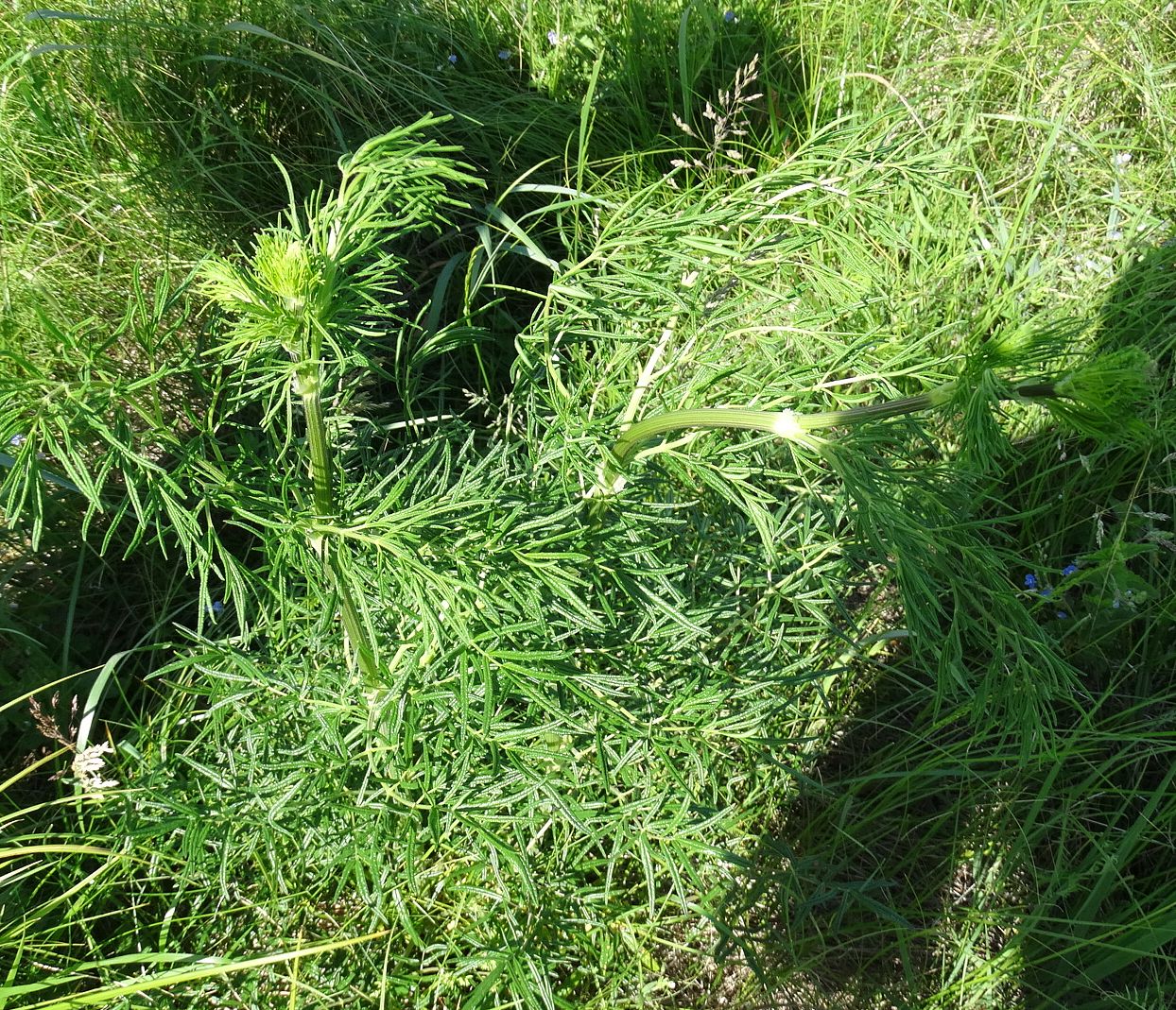 Image of Thalictrum lucidum specimen.