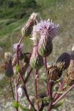 Cirsium setosum. Соцветия. Крым, Севастополь, окр. ст. Инкерман-2. 7 июля 2010 г.