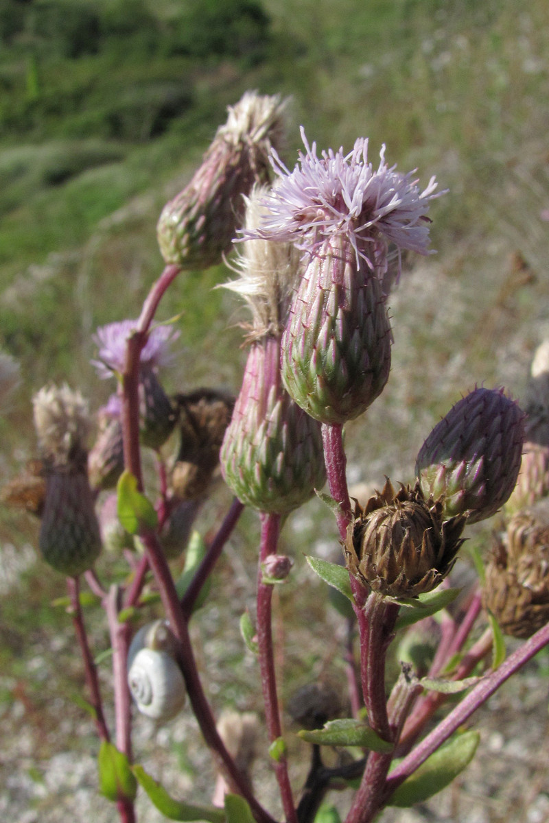 Image of Cirsium setosum specimen.