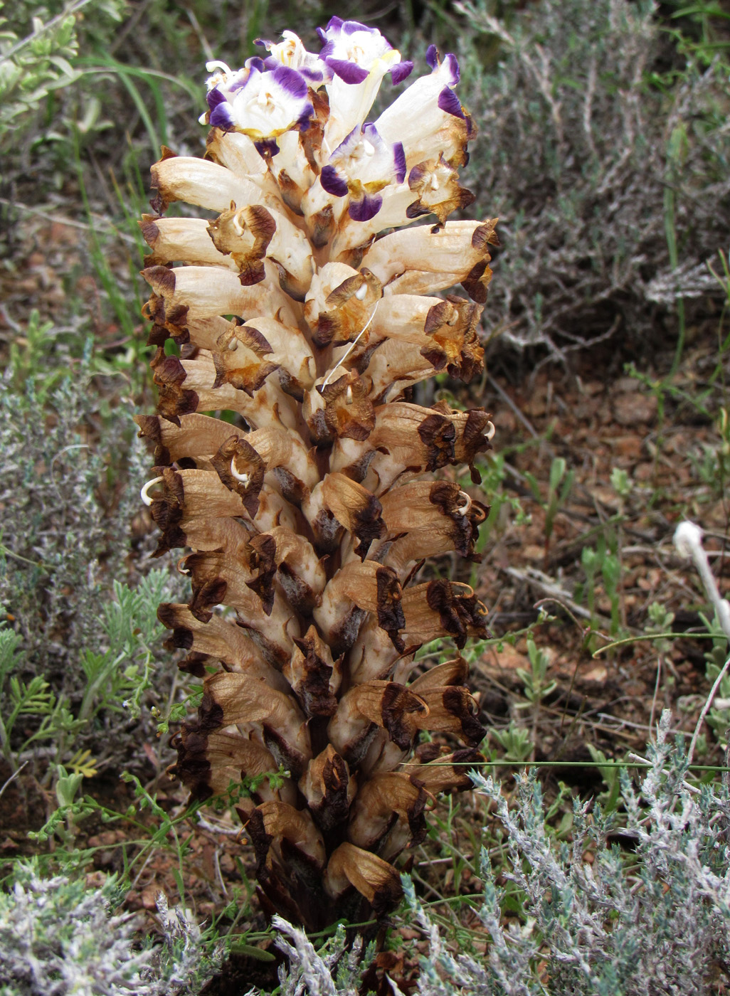 Image of Cistanche salsa specimen.