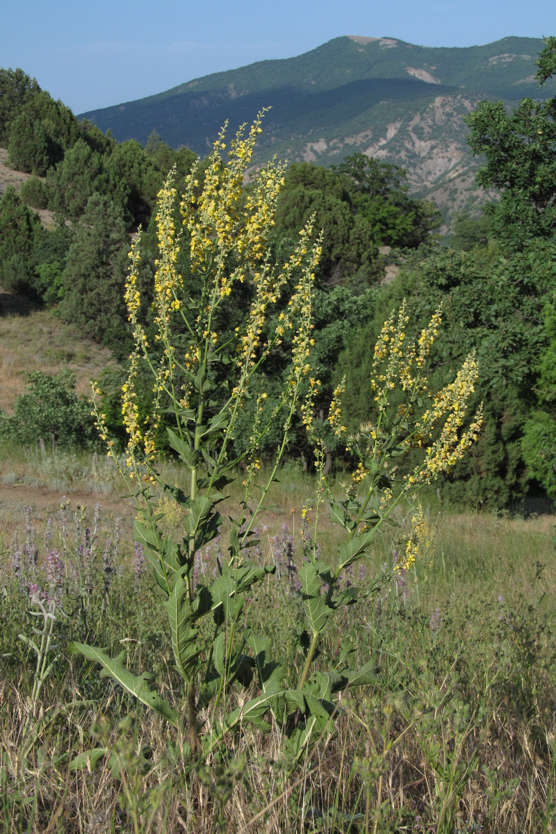 Изображение особи Verbascum banaticum.