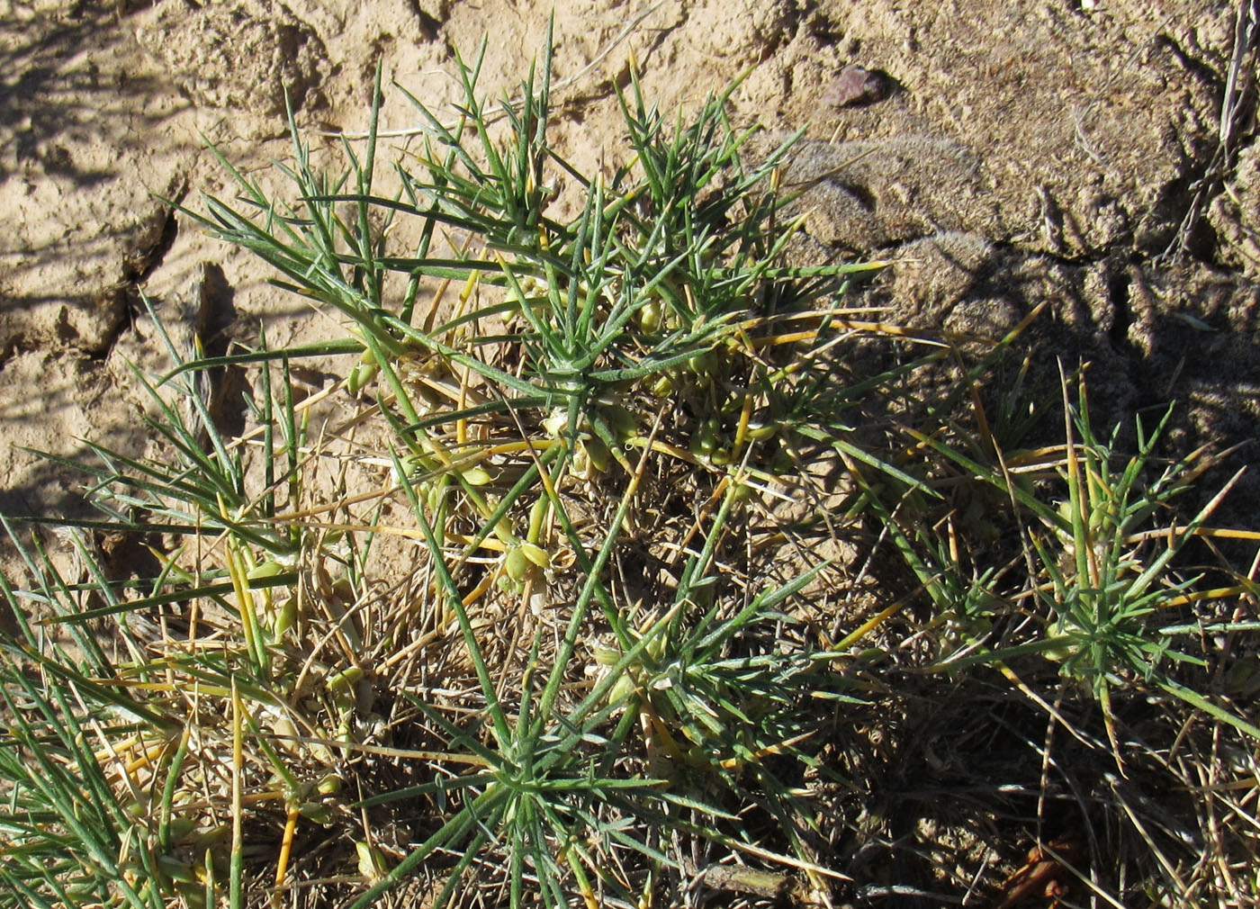 Image of Astragalus unijugus specimen.