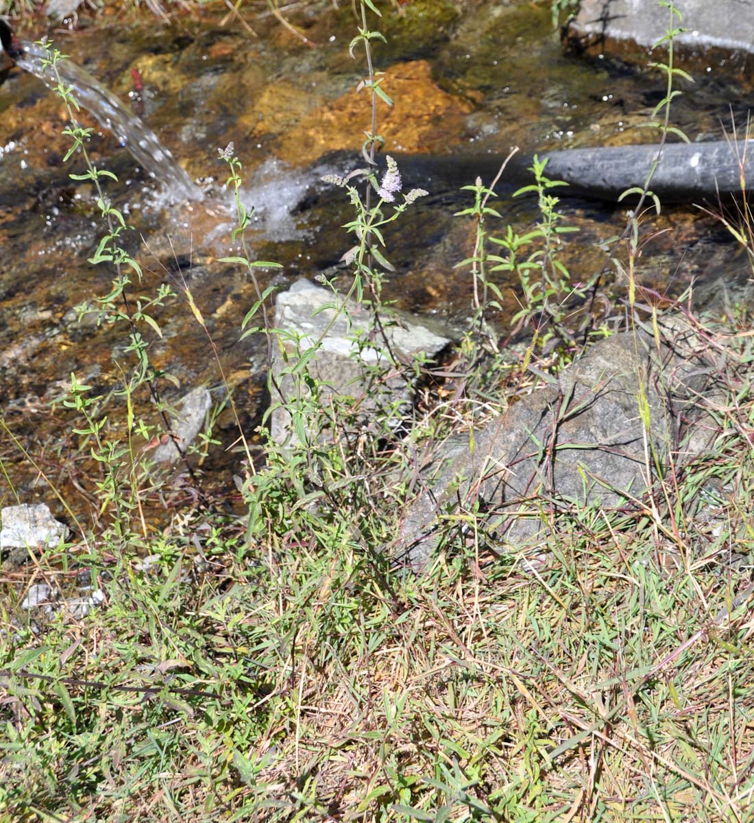 Image of Mentha longifolia ssp. typhoides specimen.