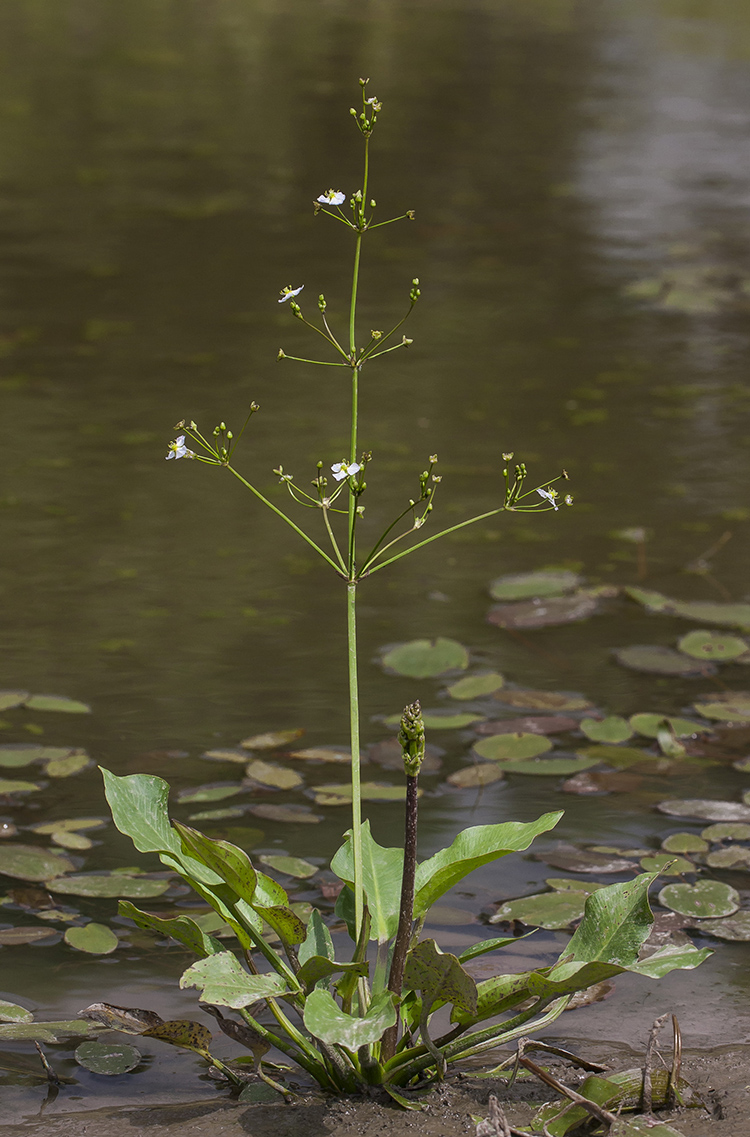 Image of Alisma plantago-aquatica specimen.