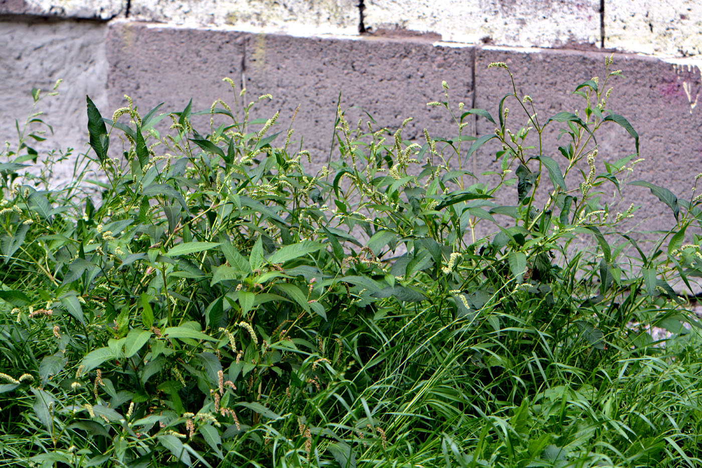 Изображение особи Persicaria lapathifolia.