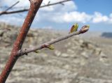 род Betula. Часть ветви с просыпающимися почками. Дагестан, Левашинский р-н, окр. с. Леваши, ок. 1400 м н.у.м., склон. 26.04.2019.