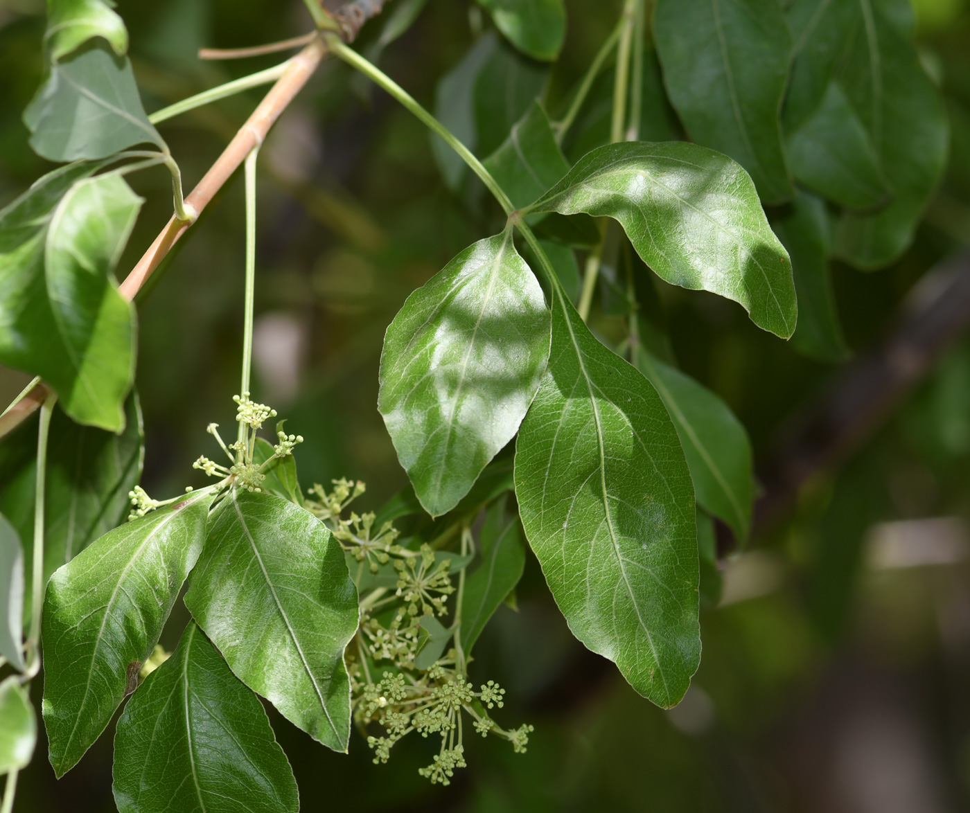 Изображение особи Heteromorpha arborescens.