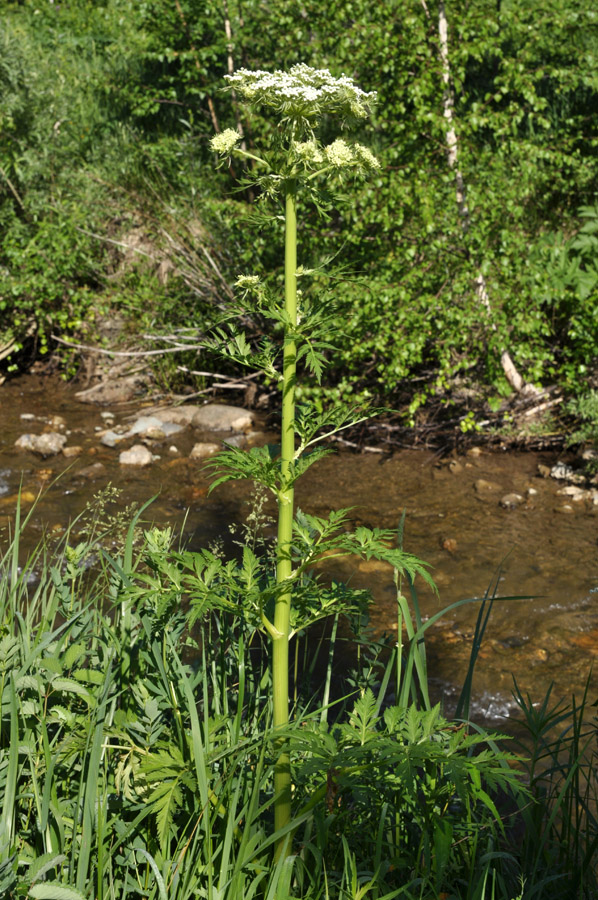 Изображение особи Pleurospermum uralense.