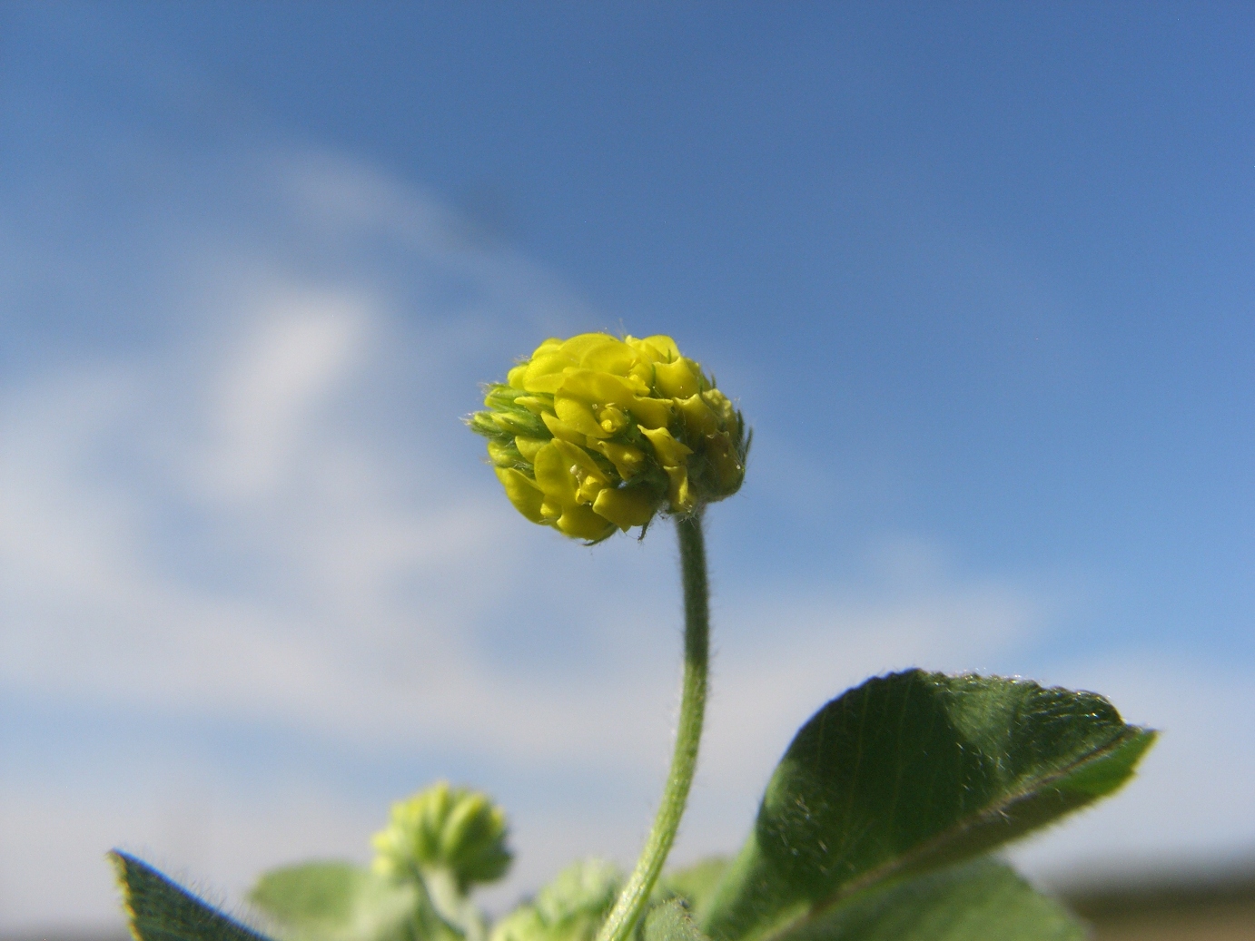 Image of Medicago lupulina specimen.