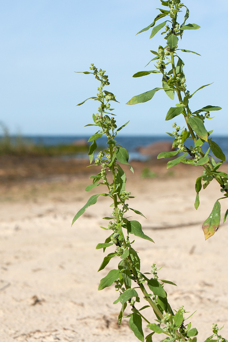 Изображение особи Chenopodium striatiforme.