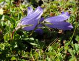 Campanula biebersteiniana. Цветущее растение. Карачаево-Черкесия, Домбай, гора Мусса-Ачитара, субальпийский луг. 29.08.2019.