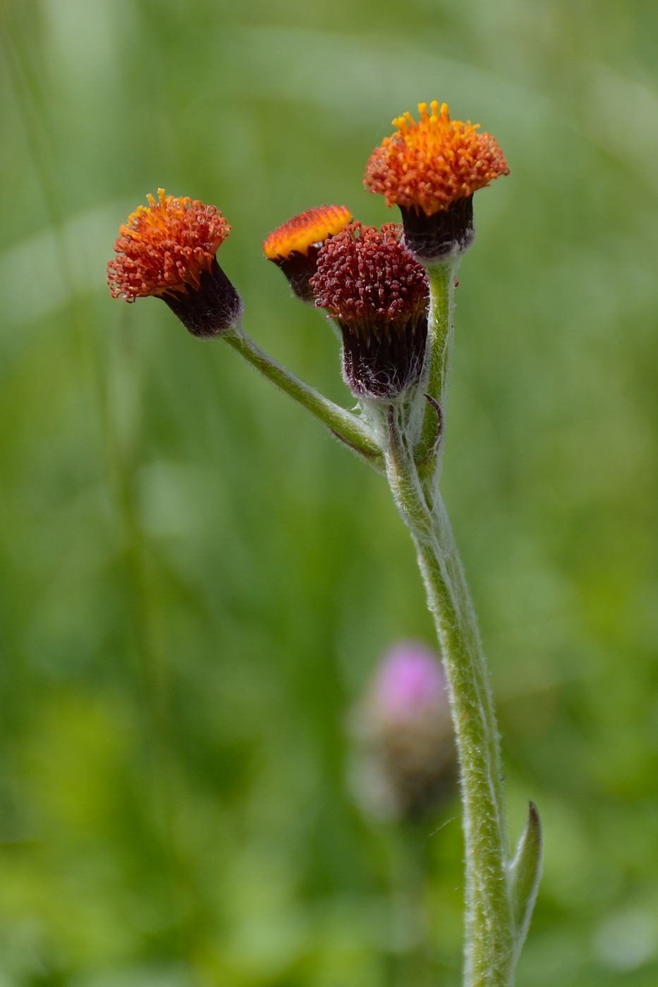 Изображение особи Tephroseris caucasigena.