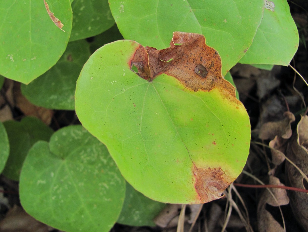 Image of Epimedium colchicum specimen.