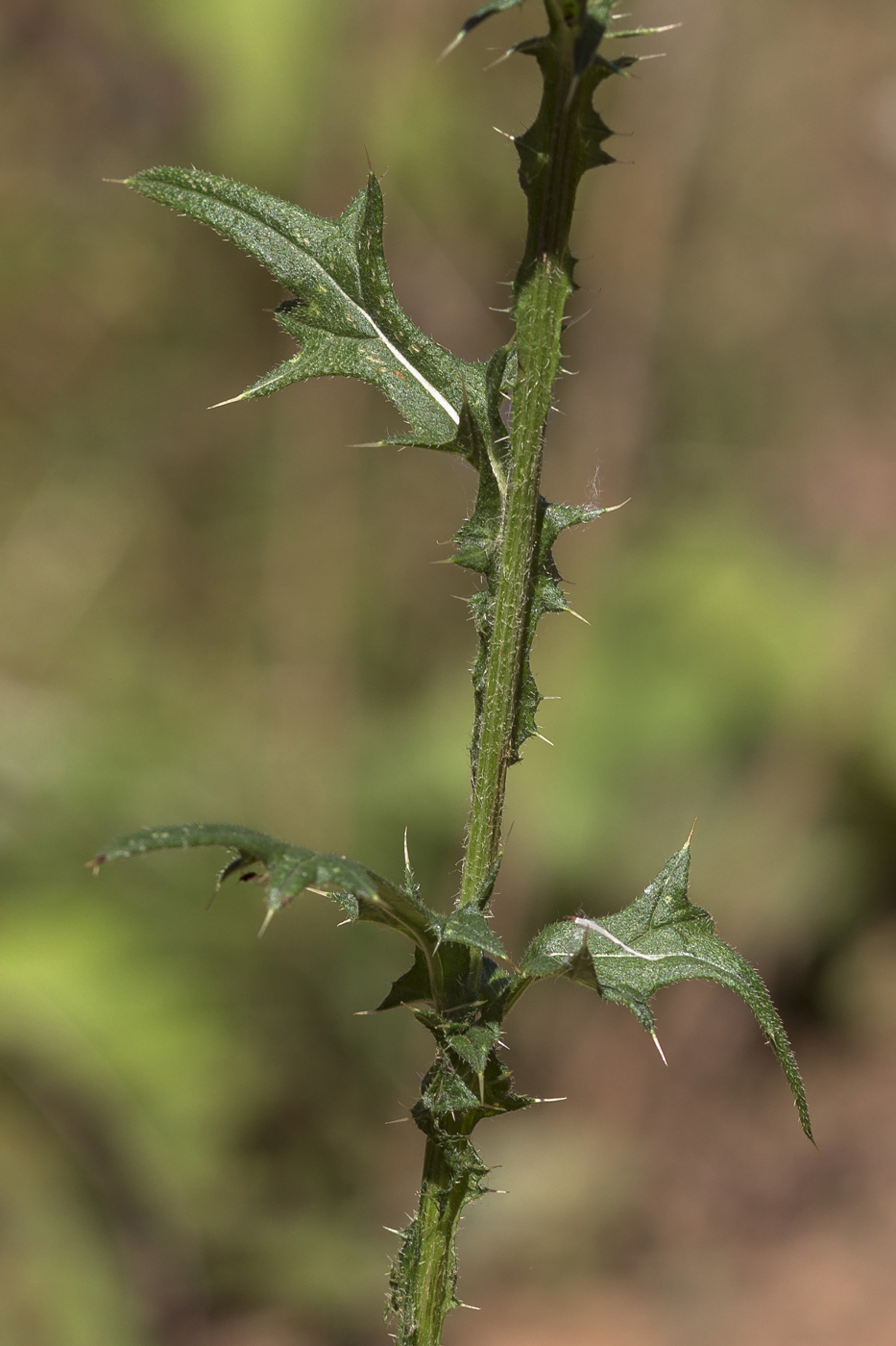 Изображение особи Cirsium vulgare.