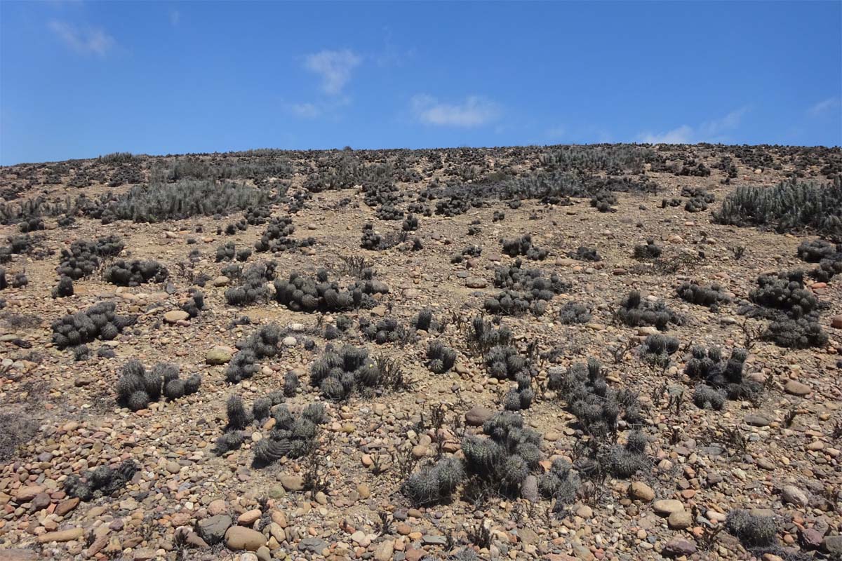 Изображение особи Copiapoa echinoides.