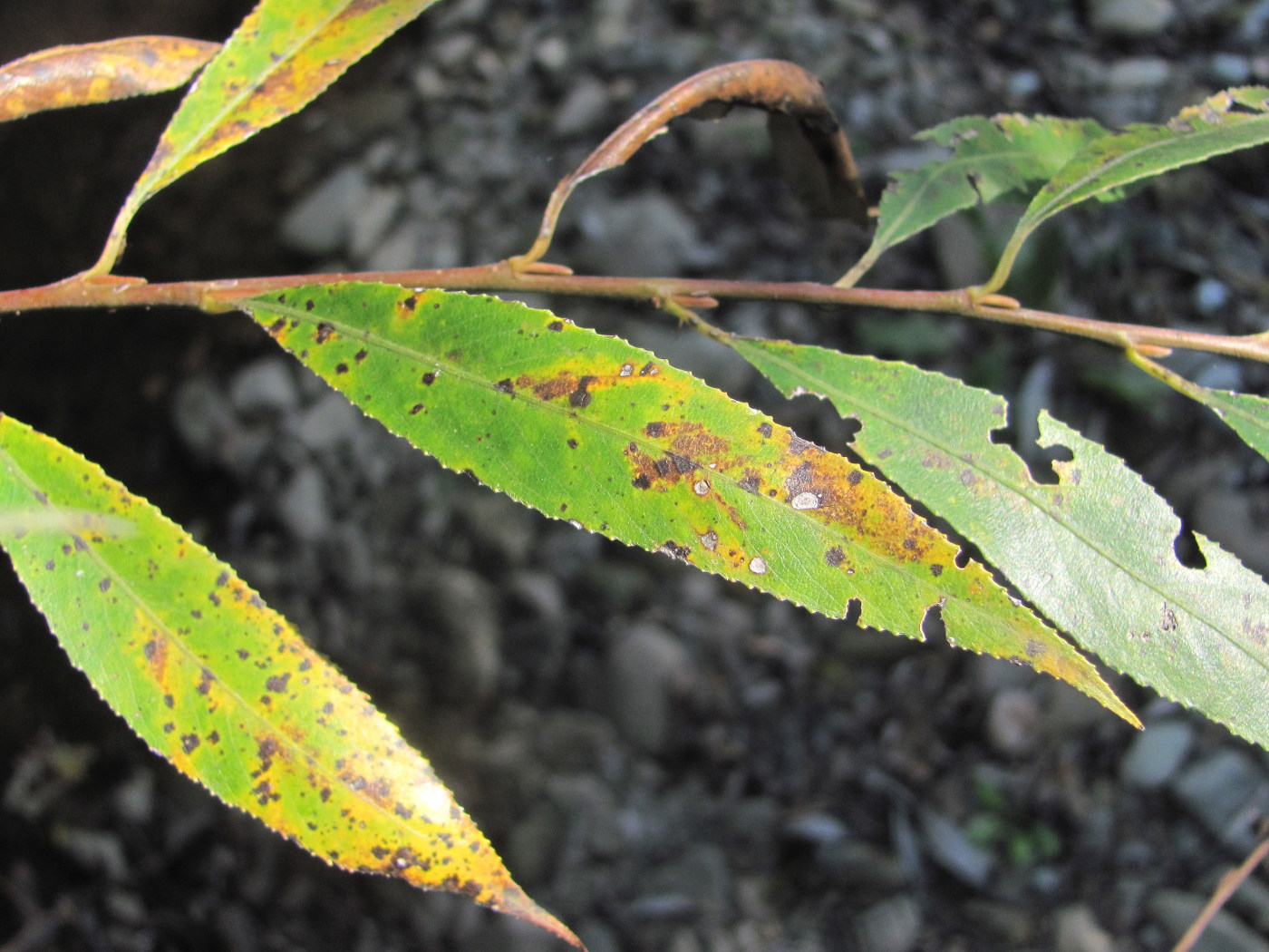 Image of Salix alba specimen.