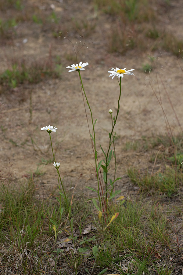 Изображение особи Leucanthemum ircutianum.