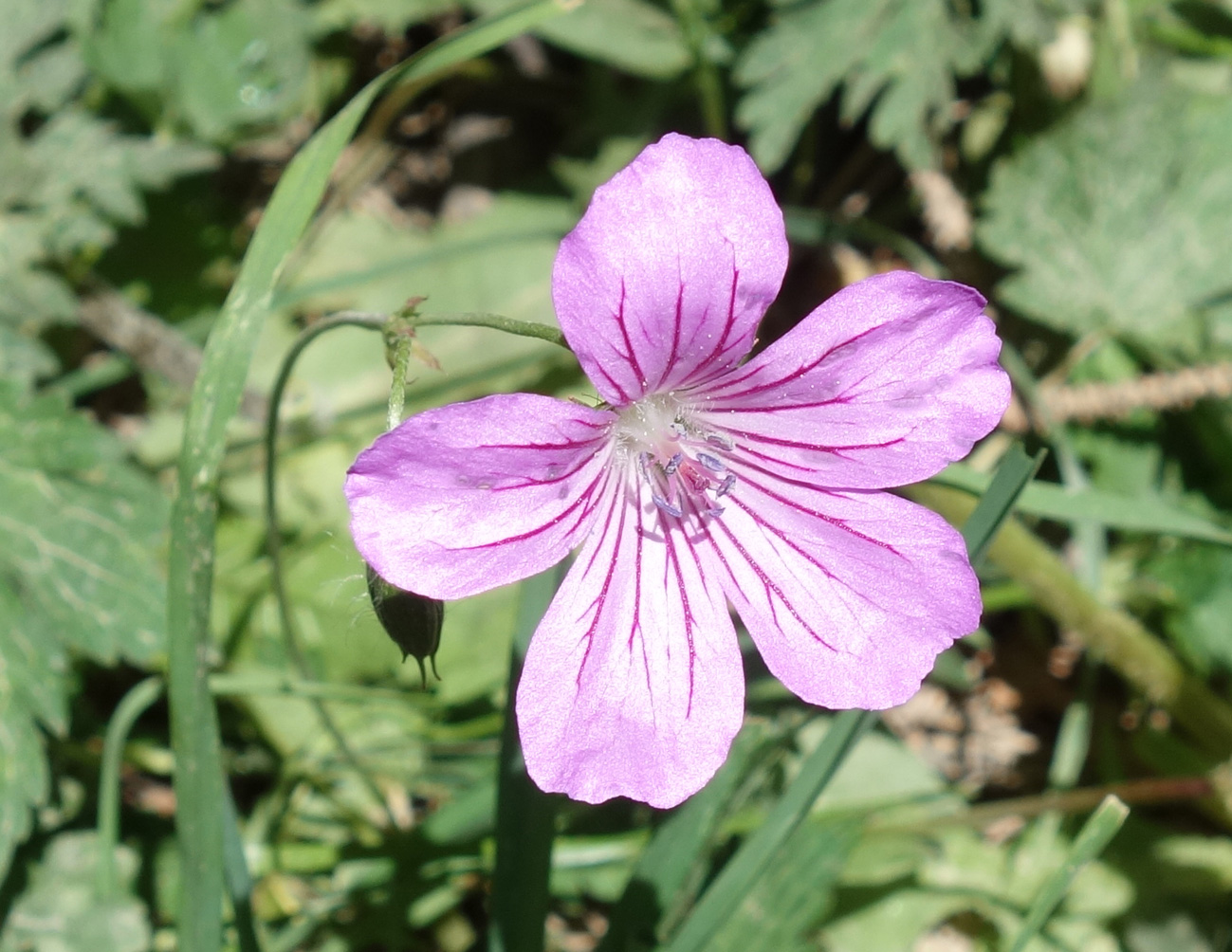 Изображение особи род Geranium.