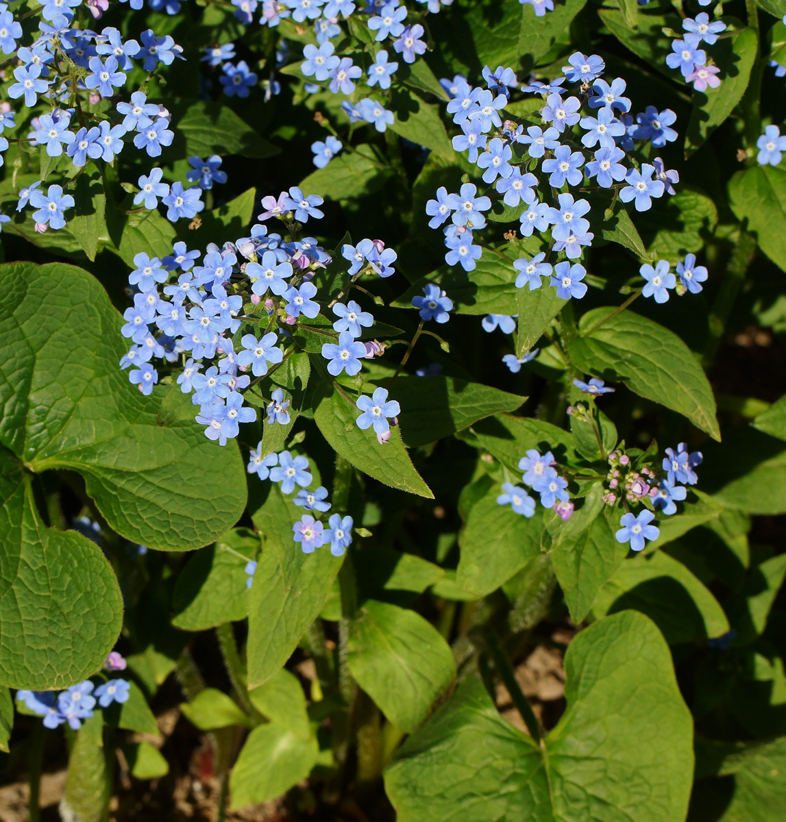 Изображение особи Brunnera macrophylla.