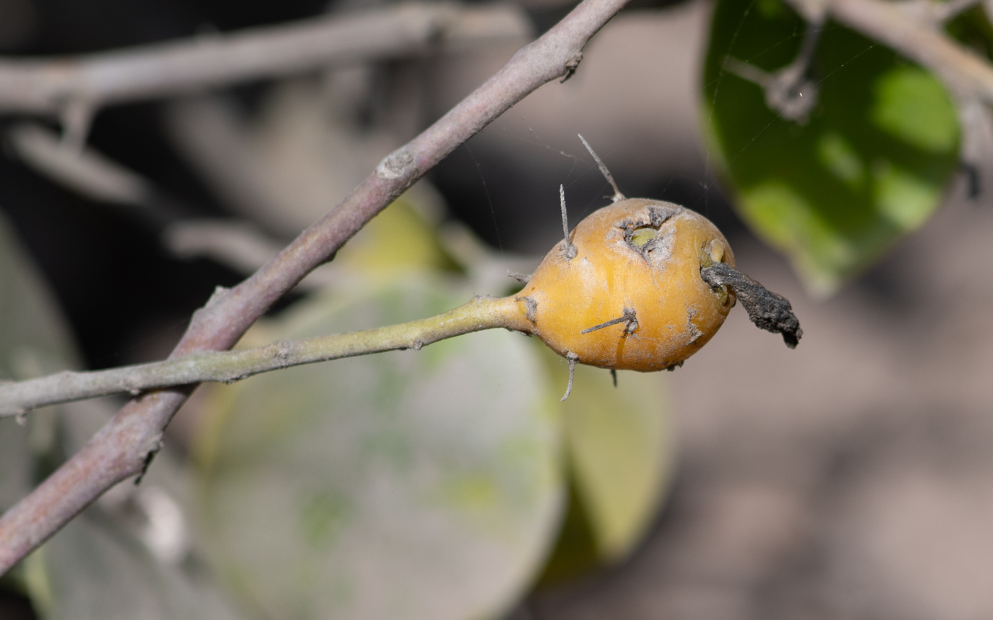 Image of Pereskia aculeata specimen.