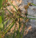 Cyperus fuscus. Плодоносящее растение. Башкортостан, Бурзянский р-н. 09.08.2010.