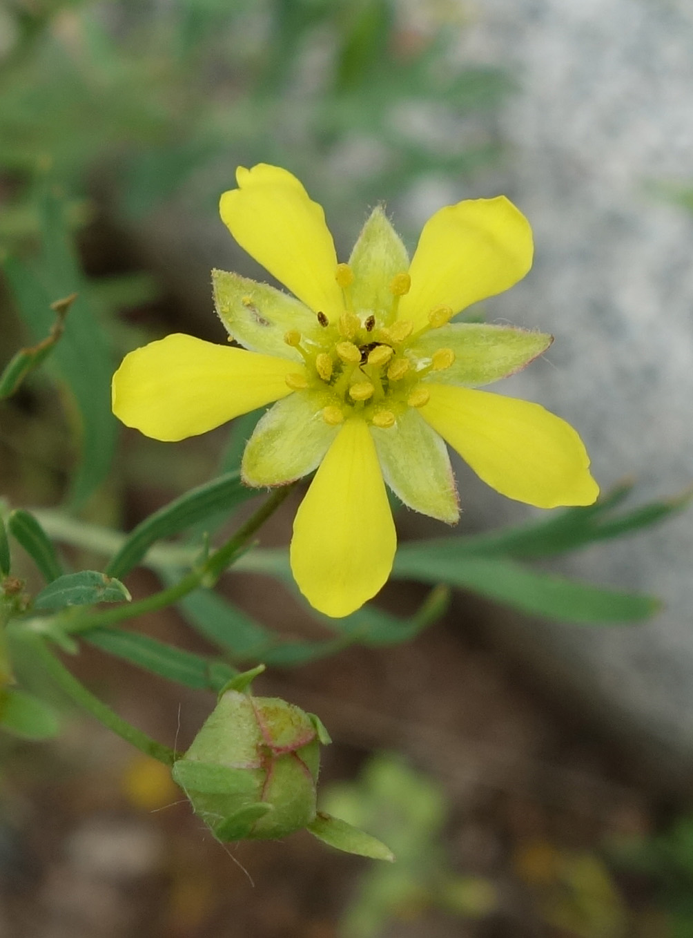 Image of Potentilla orientalis specimen.